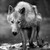 :iconscamper-away: