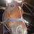 :iconscapigliata: