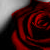 :iconscarabsethart: