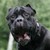 :iconscareddogplz: