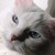 :iconscargreene: