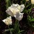 scarhaed4842 :iconscarhaed4842: