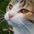 :iconscarlet-crimson: