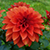 :iconscarlet-dahlia: