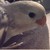 :iconscarlet-ii: