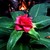 :iconscarlet-n-gold: