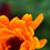 :iconscarlet-silence: