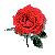 :iconscarlet-tangerine: