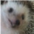 :iconscarletblaggard: