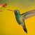 :iconscarletcolibri509: