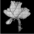 :iconscarletdawn: