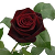 :iconscarletlies666: