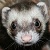 :iconscarletmongoose:
