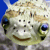 :iconscarletsalamander: