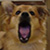 :iconscarletsixstring: