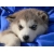 :iconscarletspirit11:
