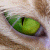 :iconscarlett-blood: