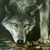 :iconscarlett-elvie: