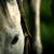 :iconscarlett-x:
