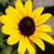 :iconscarlette-nemesis: