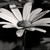 ScarlettInfinity :iconscarlettinfinity: