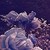 :iconscarlettnaiad: