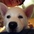 :iconscarletwolf21: