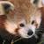 :iconscarredredpanda: