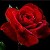 :iconscarredrose3: