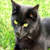 :iconscaryblackcat: