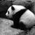 :iconscaryswedishpanda: