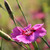 :iconscattered-magic: