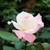 :iconscattered-sunbeams:
