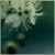 :iconscentlessflowers: