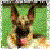 Schaferhund-Club :iconschaferhund-club:
