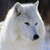 :iconschattenauge512: