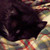 :iconschattenkaetzchen: