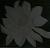 :iconschattielover: