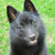 :iconschipperke42: