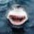 :iconschiwa:
