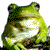 :iconschizofrogonfire: