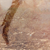 :iconschizohidaka: