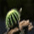 :iconschizophrenicturtle: