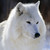 :iconschleich-girl: