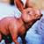 schmooplesbottom :iconschmooplesbottom: