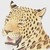 :iconschmuseleopard: