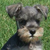 :iconschnauzerplz: