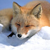 :iconschollware: