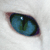 :iconschotigan: