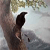 :iconschwarzerrabe: